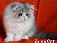       Lumicat        :   .   ,  -    