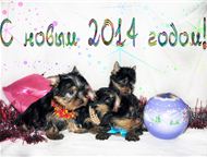 :     ,   10  2013. .    ,    .    