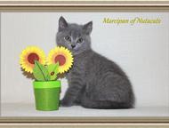 :           Nutacats      . -