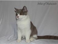           Nutacats      . -,  -    