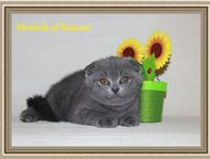 :           Nutacats      . -