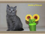 :           Nutacats      . -