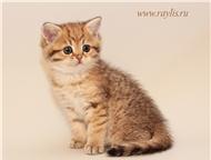           Raylis.     ,   ,  -    