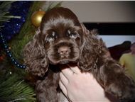 :     ,  ,    - Boutique chocolateria   FCI-