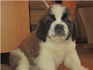 ���������� ���-������ �� ���������� ��������� ��������� 2 �� ���������� �������� �������� ������. ������������ ������ � �����������. �������� ��������, ������ - ������� �����,  ������