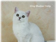      GreyShadow      ,   .  ,  -    