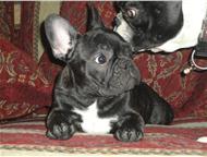 :       VALENS :  ,  9. 10. 2011 . , - . 